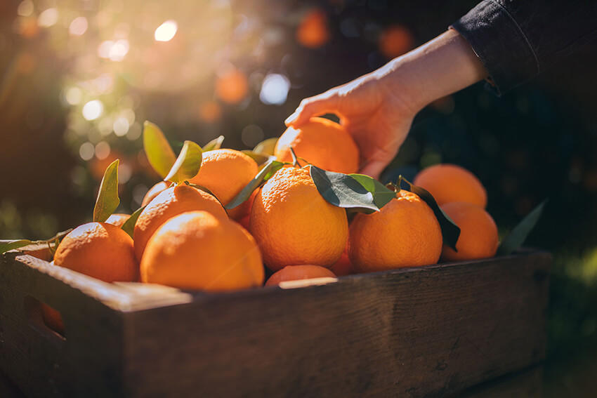 Hand reaching into a box of Valencia oranges